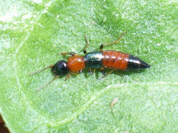 Paederus littoralis (Staphylinidae)